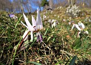 42  Denti di cane (Erythronium dens-canis)
